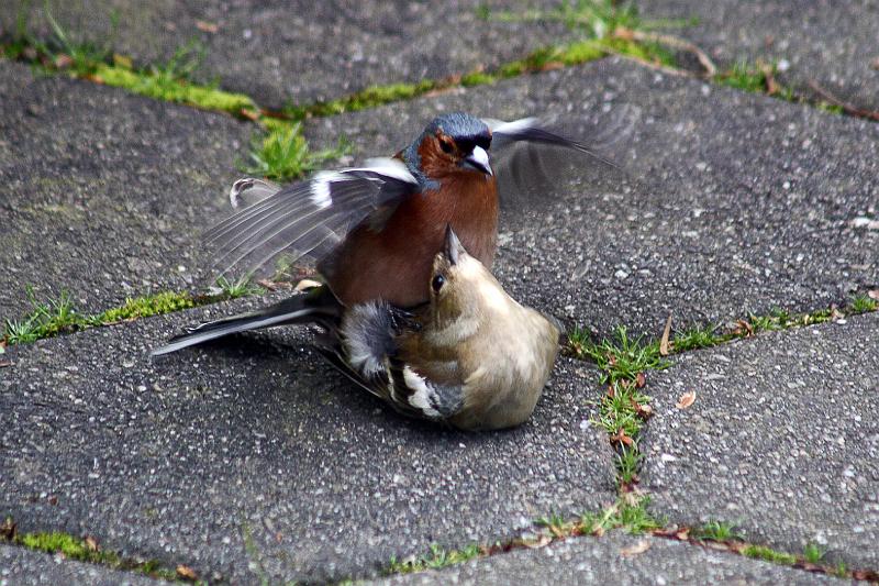 Buchfinkenpaarung (2).JPG